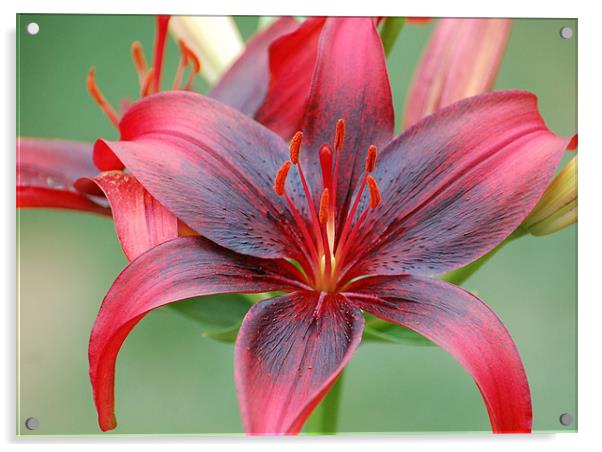Red and Black Lily Acrylic by Shari DeOllos