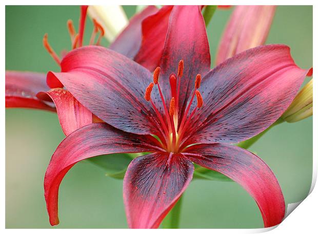 Red and Black Lily Print by Shari DeOllos