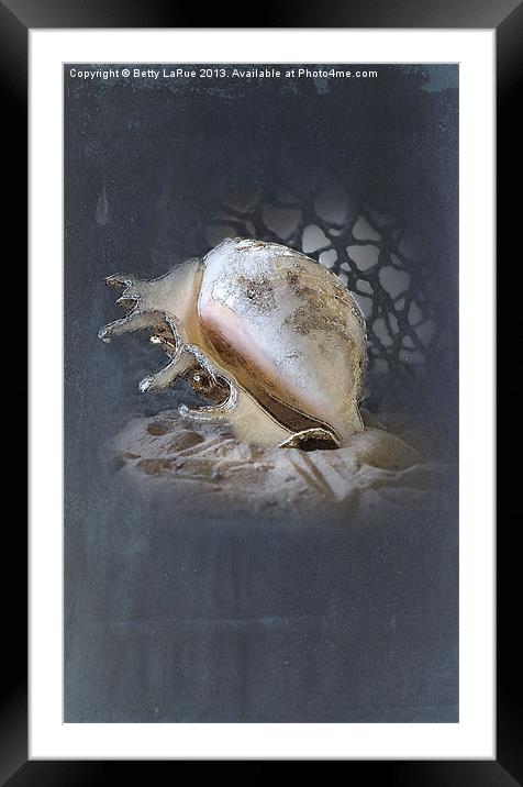 Lace Murex Shell 2 Framed Mounted Print by Betty LaRue