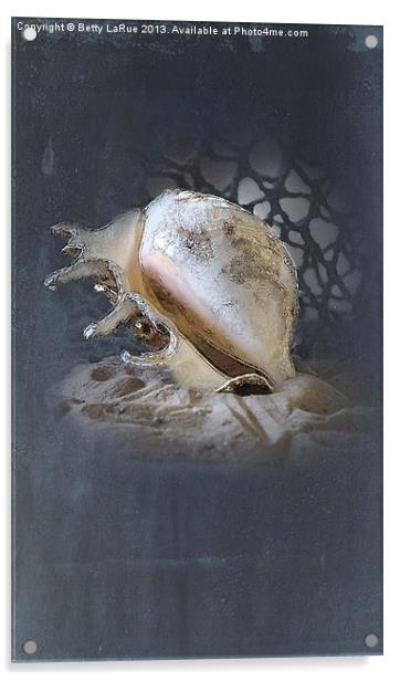 Lace Murex Shell 2 Acrylic by Betty LaRue
