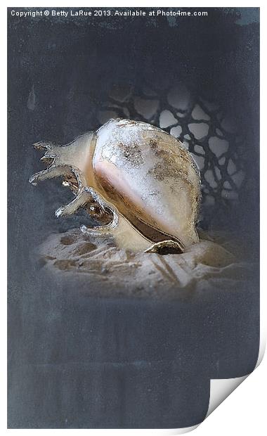 Lace Murex Shell 2 Print by Betty LaRue