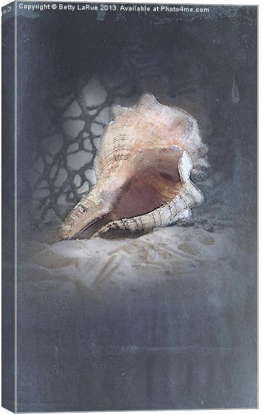 Lace Murex Shell 1 Canvas Print by Betty LaRue