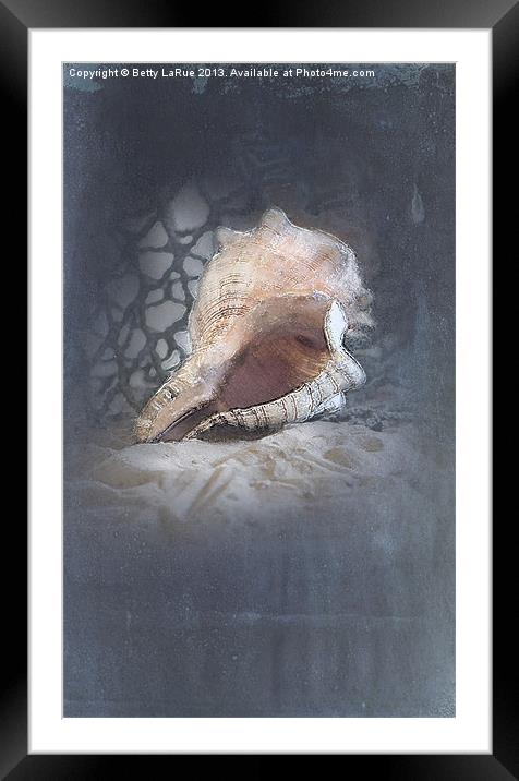 Lace Murex Shell 1 Framed Mounted Print by Betty LaRue