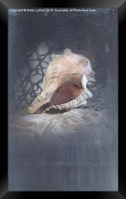 Lace Murex Shell 1 Framed Print by Betty LaRue