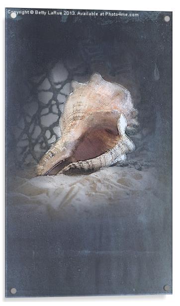 Lace Murex Shell 1 Acrylic by Betty LaRue