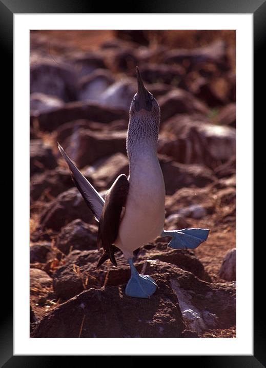 Galapagos Blue Footed Booby Dancing Framed Mounted Print by Celia Mannings