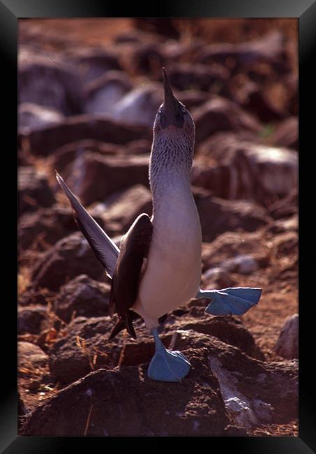 Galapagos Blue Footed Booby Dancing Framed Print by Celia Mannings