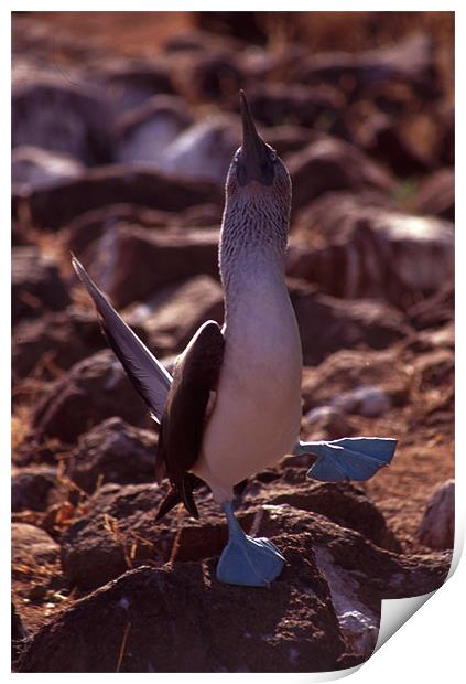 Galapagos Blue Footed Booby Dancing Print by Celia Mannings