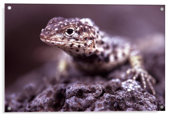 Galapagos lava lizard Acrylic by Celia Mannings