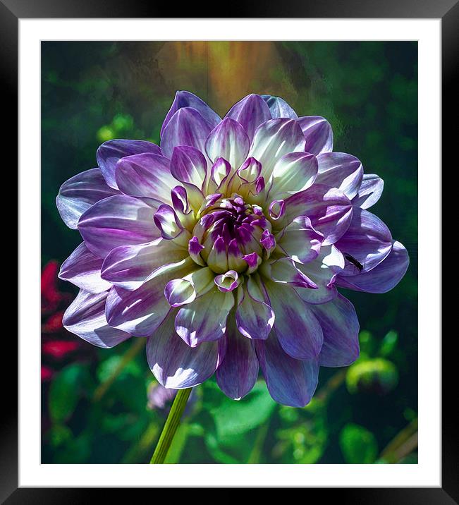 Hello Flower Framed Mounted Print by Libby Hall