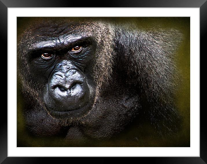 Gorilla Framed Mounted Print by Debra Kelday