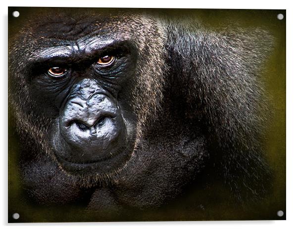 Gorilla Acrylic by Debra Kelday