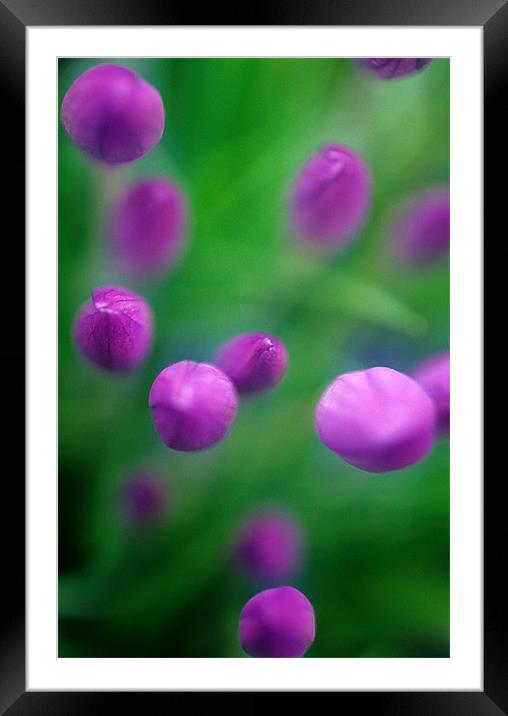 Crocus flower abstract, pink, green Framed Mounted Print by Celia Mannings