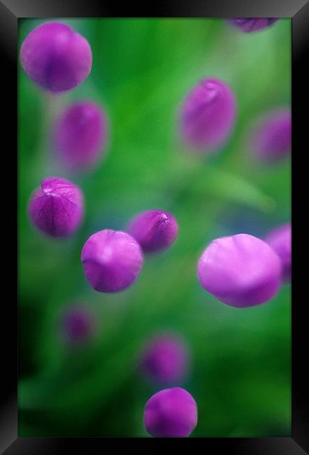 Crocus flower abstract, pink, green Framed Print by Celia Mannings