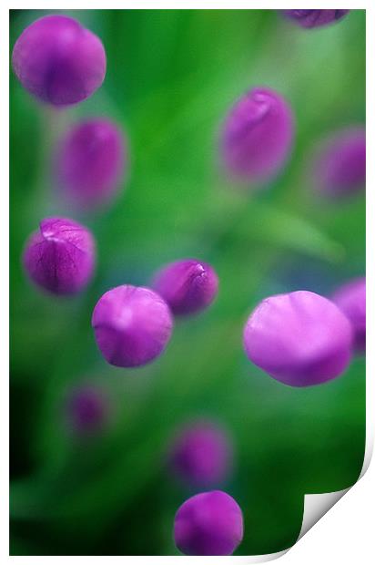Crocus flower abstract, pink, green Print by Celia Mannings