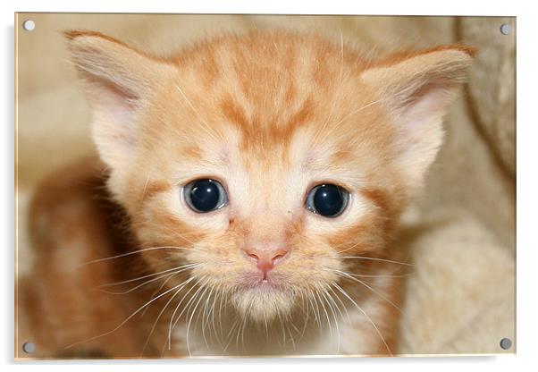 Cute Ginger kitten Acrylic by Rachel & Martin Pics