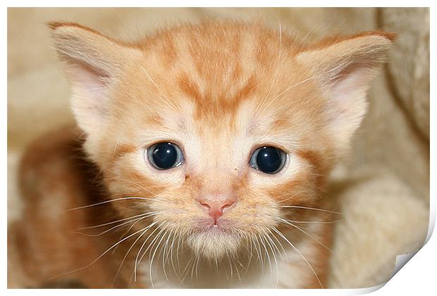 Cute Ginger kitten Print by Rachel & Martin Pics