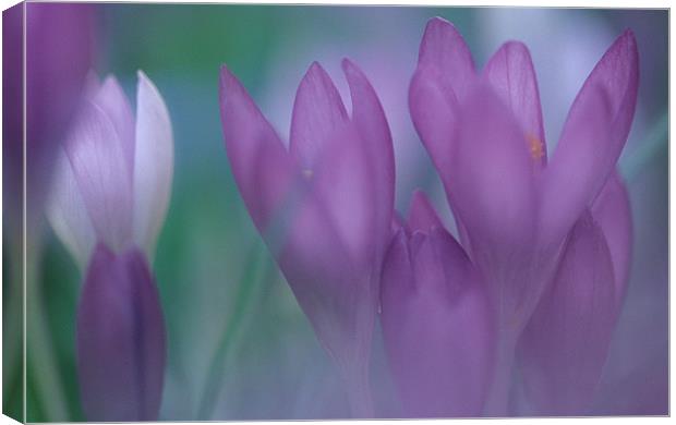 Purple crocus flowers Canvas Print by Celia Mannings