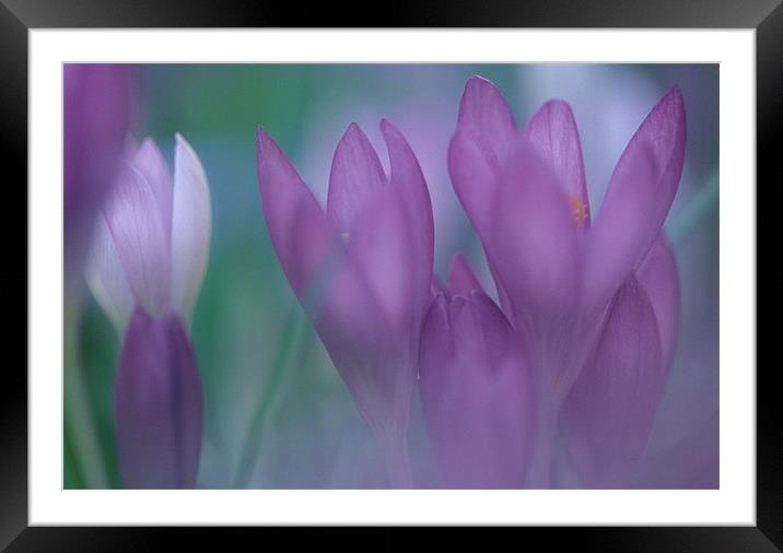 Purple crocus flowers Framed Mounted Print by Celia Mannings