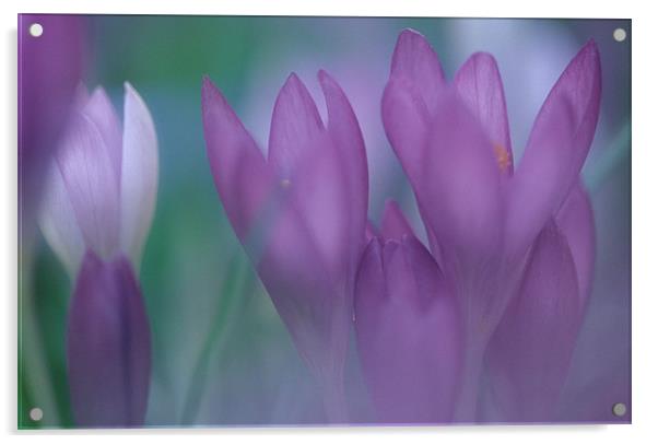 Purple crocus flowers Acrylic by Celia Mannings