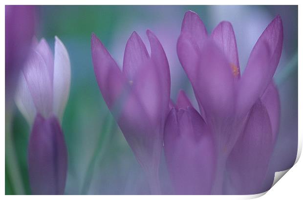 Purple crocus flowers Print by Celia Mannings