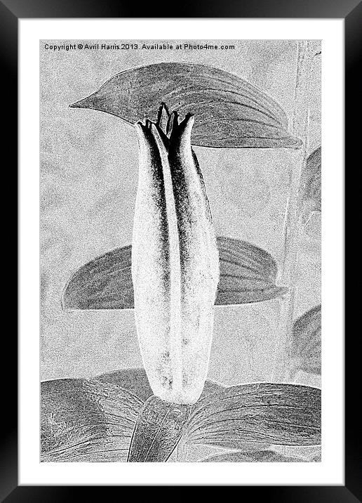 Black and White Lily Bud Framed Mounted Print by Avril Harris