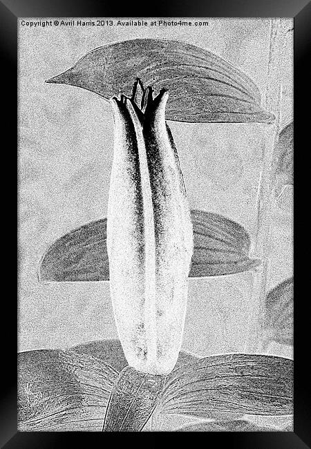 Black and White Lily Bud Framed Print by Avril Harris