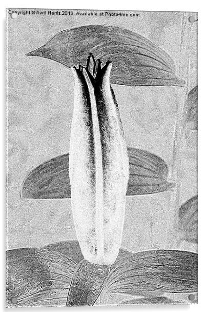 Black and White Lily Bud Acrylic by Avril Harris