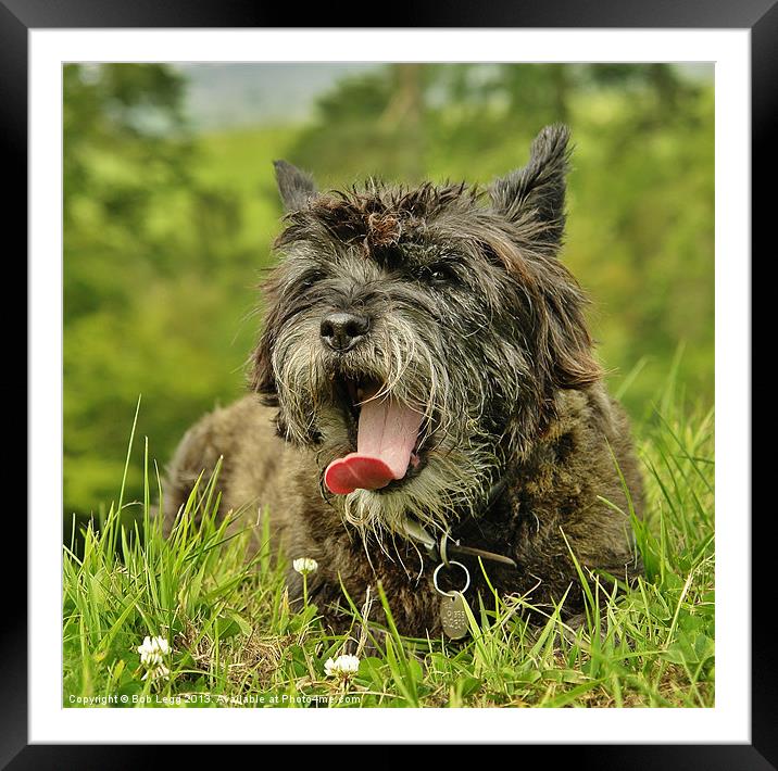 Tired Susie Framed Mounted Print by Bob Legg