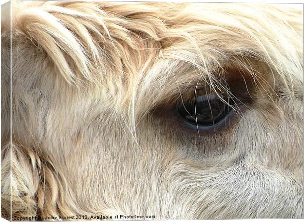 Llama Canvas Print by Jackie Forrest