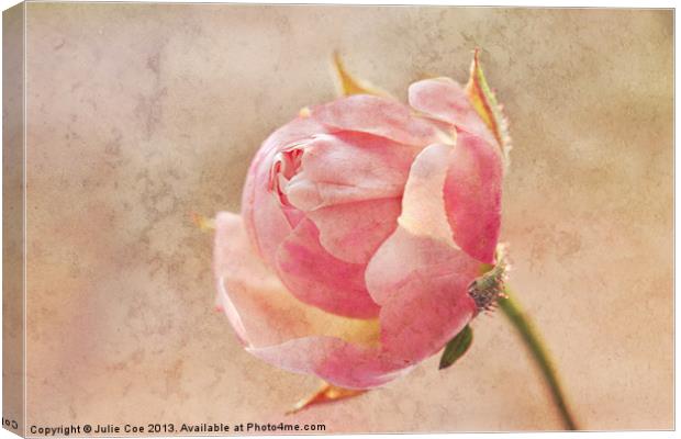 Pretty Little Rosebud Canvas Print by Julie Coe