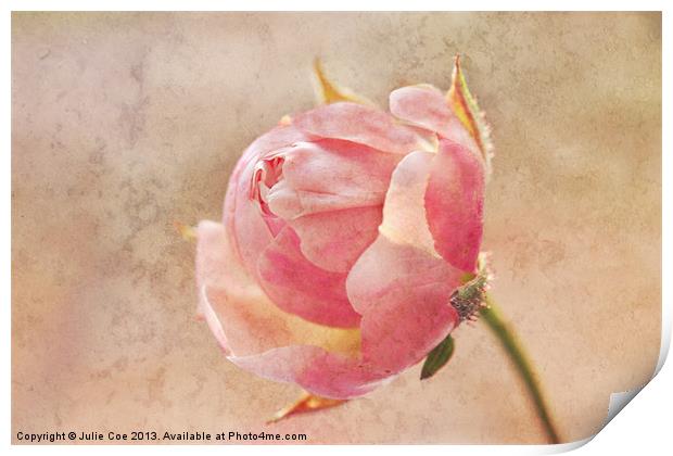 Pretty Little Rosebud Print by Julie Coe
