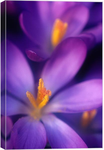 Purple crocus flower orange stamens Canvas Print by Celia Mannings