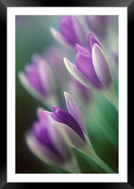 Purple and white crocus flowers Framed Mounted Print by Celia Mannings
