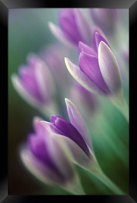Purple and white crocus flowers Framed Print by Celia Mannings