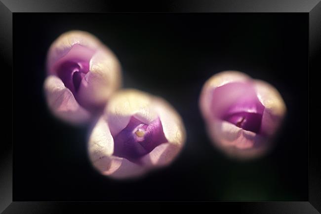 Crocus flowers from above Framed Print by Celia Mannings