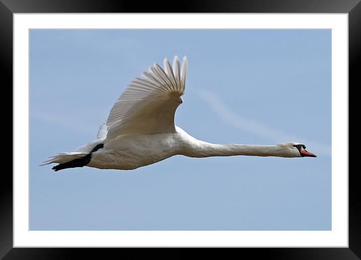Flying swan Framed Mounted Print by Rachel & Martin Pics