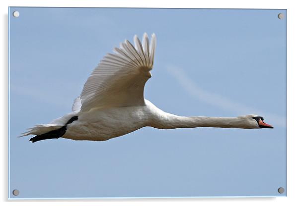 Flying swan Acrylic by Rachel & Martin Pics