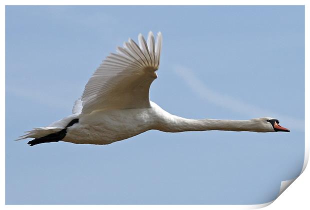 Flying swan Print by Rachel & Martin Pics
