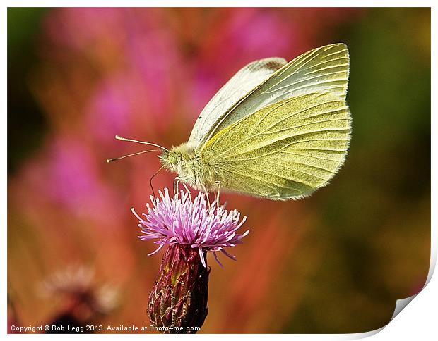 Wood White on Creeping Thistle Print by Bob Legg