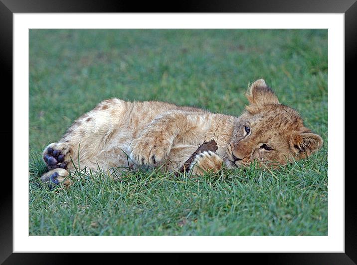 Lion cub Framed Mounted Print by Rachel & Martin Pics