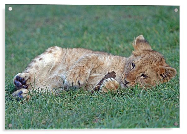 Lion cub Acrylic by Rachel & Martin Pics