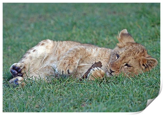 Lion cub Print by Rachel & Martin Pics
