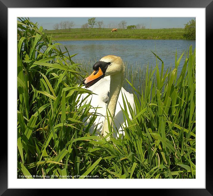 Swan emerging Framed Mounted Print by Bob Legg