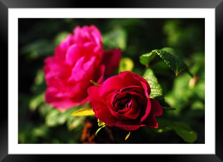 Rose Framed Mounted Print by Ian Young