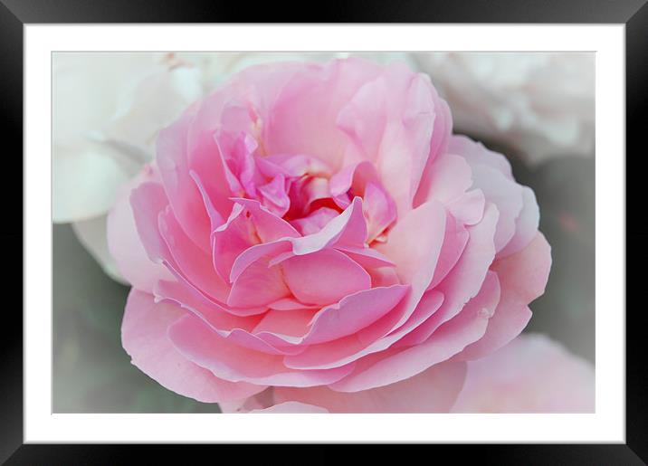Lovely Pink Rose Framed Mounted Print by Shari DeOllos