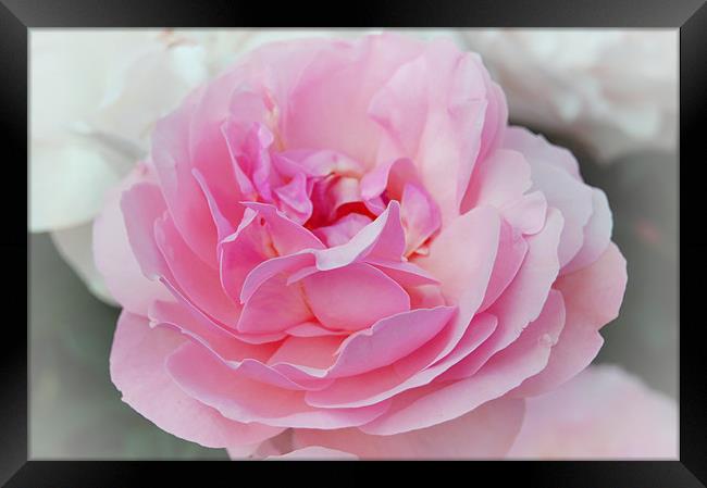 Lovely Pink Rose Framed Print by Shari DeOllos