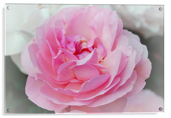 Lovely Pink Rose Acrylic by Shari DeOllos