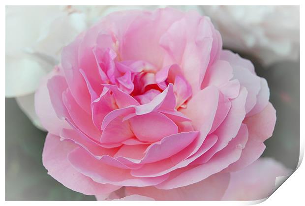 Lovely Pink Rose Print by Shari DeOllos