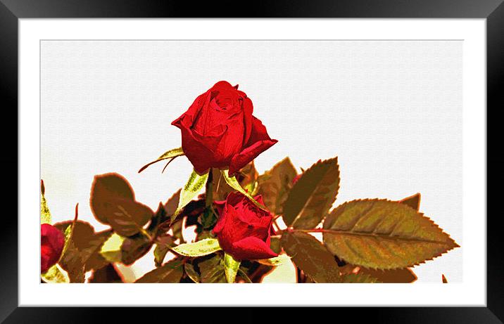 Beauty of little rose. Framed Mounted Print by Nadeesha Jayamanne